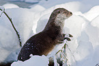 European otter