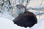 European otter