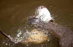 fighting common otter