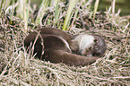 common otter