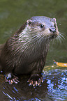 common otter