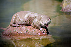 common otter