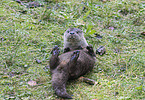 common otter