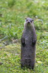 common otter