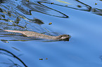 European Otter