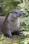 European Otter