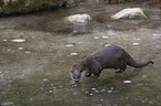 standing European Otter