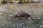 walking European Otter