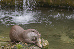 European Otter to eat