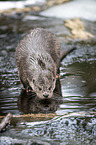 standing European Otter