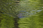 swimming European Otter