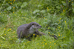 European Otter