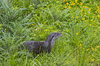 European Otter