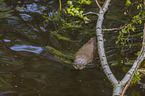 swimming European Otter