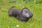 playing European Otter