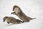 2 common otter