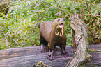 Eurasian otter