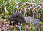 Eurasian otter