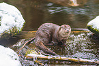 common otter