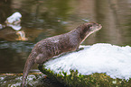 common otter