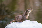 common otter