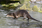 common otter