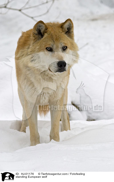 stehender Europischer Wolf / standing European wolf / HJ-01176