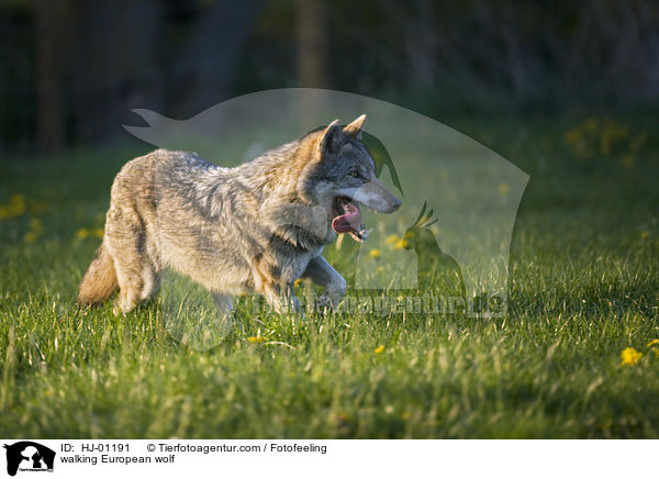 laufender Europischer Wolf / walking European wolf / HJ-01191