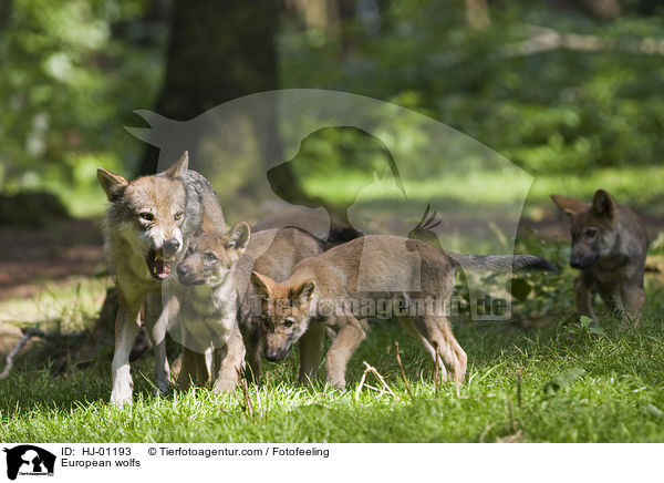 Europische Wlfe / European wolfs / HJ-01193