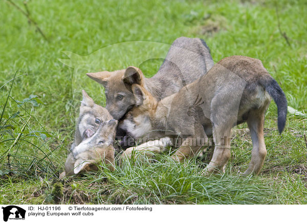 spielende Europische Wolfswelpen / playing European wolf cubs / HJ-01196