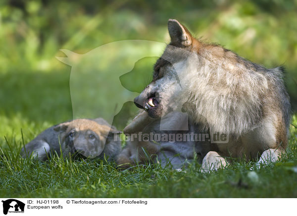 Europische Wlfe / European wolfs / HJ-01198