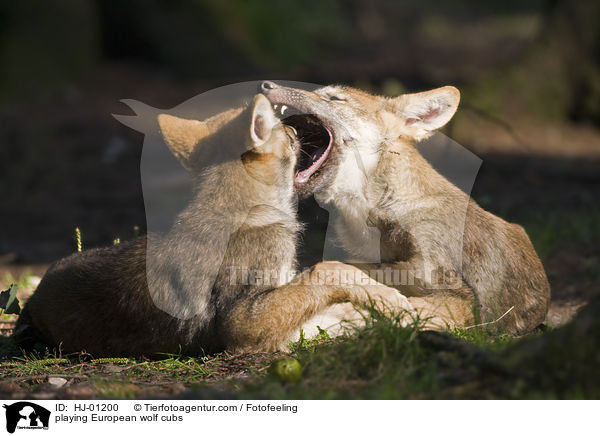 spielende Europische Wolfswelpen / playing European wolf cubs / HJ-01200