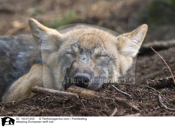 schlafender Europischer Wolfswelpe / sleeping European wolf cub / HJ-01202