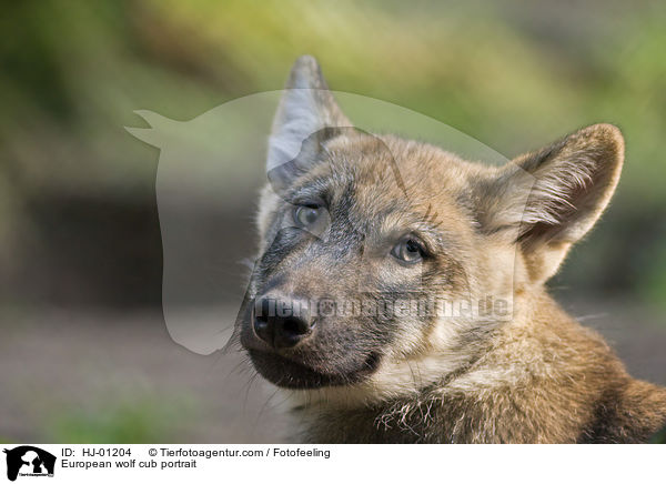 Europischer Wolfswelpe Portrait / European wolf cub portrait / HJ-01204