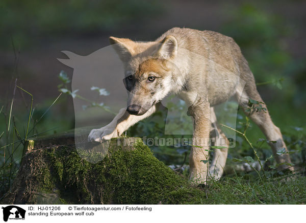 stehender Europischer Wolfswelpe / standing European wolf cub / HJ-01206