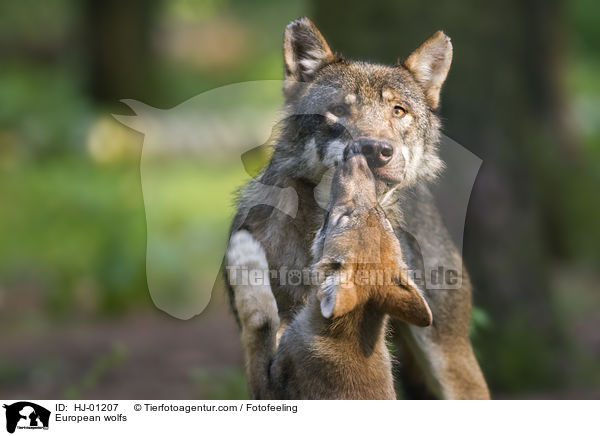 Europische Wlfe / European wolfs / HJ-01207