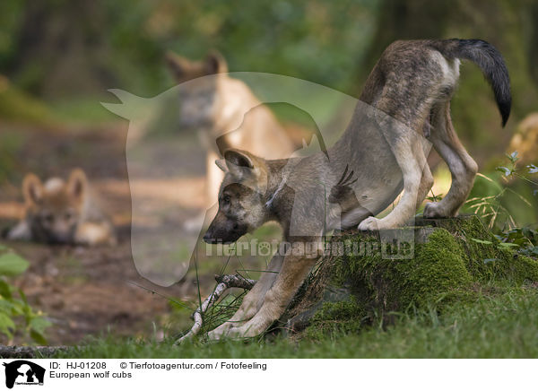 Europische Wolfswelpen / European wolf cubs / HJ-01208