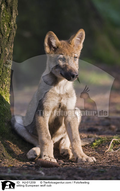 sitzender Europischer Wolfswelpe / sitting European wolf cub / HJ-01209