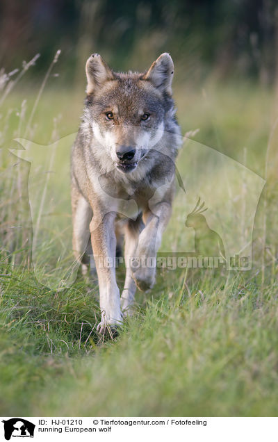 laufender Europischer Wolf / running European wolf / HJ-01210