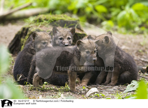 Europische Wolfswelpen / European wolf cubs / HJ-01217