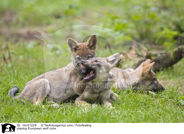 spielende Europische Wolfswelpen / playing European wolf cubs / HJ-01229