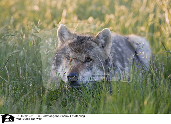 liegender Europischer Wolf / lying European wolf / HJ-01231