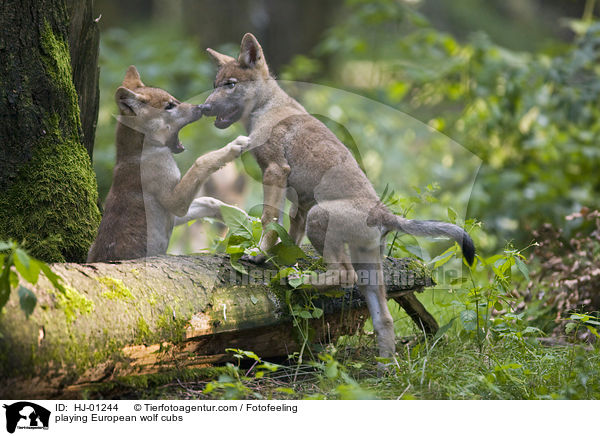 spielende Europische Wolfswelpen / playing European wolf cubs / HJ-01244