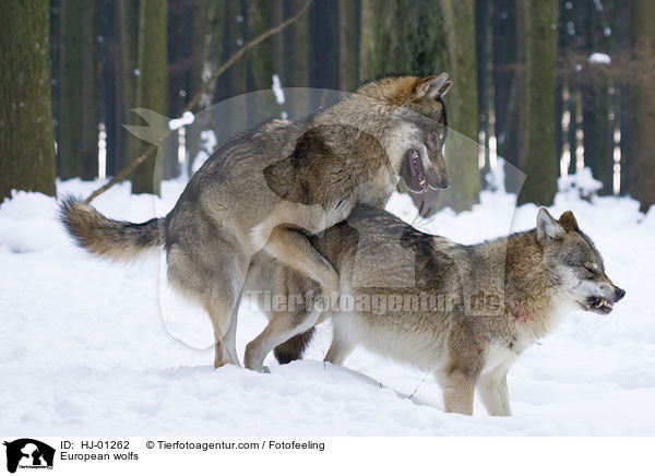 Europische Wlfe / European wolfs / HJ-01262