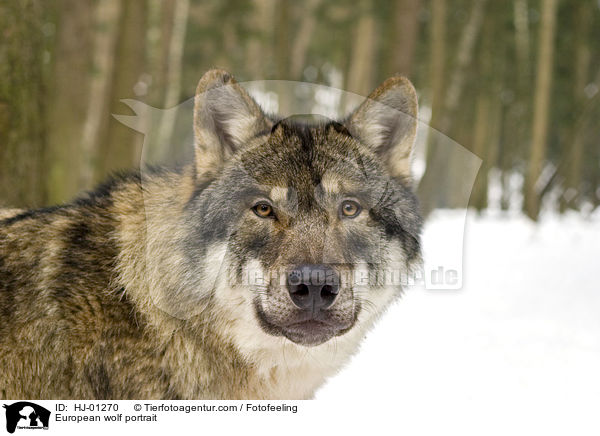 Europischer Wolf Portrait / European wolf portrait / HJ-01270