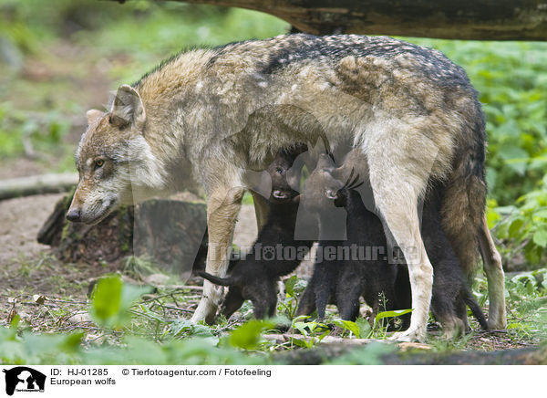 Europische Wlfe / European wolfs / HJ-01285