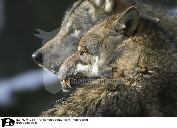 Europische Wlfe / European wolfs / HJ-01288