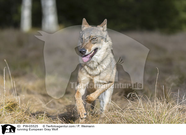 rennender Europischer Grauwolf / running European Gray Wolf / PW-05525