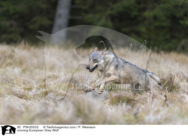 rennender Europischer Grauwolf / running European Gray Wolf / PW-05532