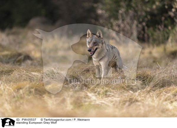 stehender Europischer Grauwolf / standing European Gray Wolf / PW-05537